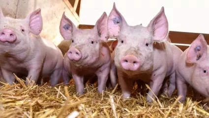 Schweine, Ferkel, Mastschweine, Mastferkel