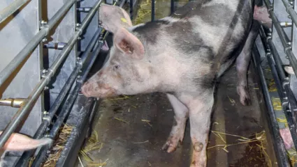 Schweine, Anicom, UFA-Revue