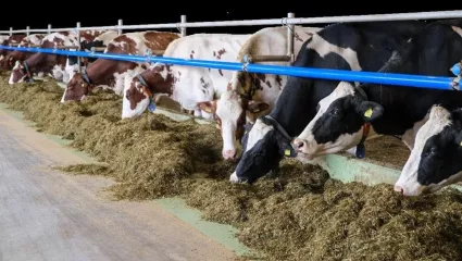 Kühe, Stall, Mutterkühe