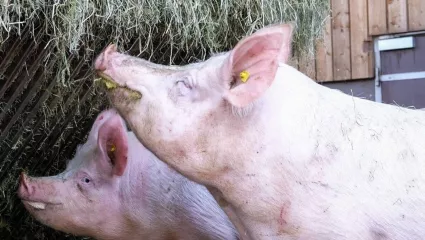 Abferkeln, Sauen, Schweine