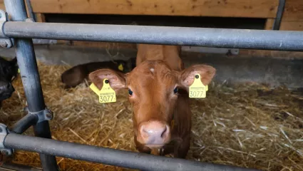 Kälbermilchaktion 2026