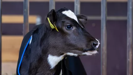 Aktion UFA-Kälberspezialitäten