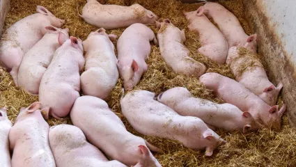 Mast, Schweinemast, Mastschwein, Ferkel