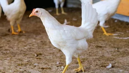 Junghennen, Huhn, Hühner