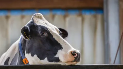 Galtkuh, Schwarz, Weiss