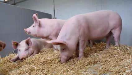 Schweine, Schweinemast, Nährstoffreduktion
