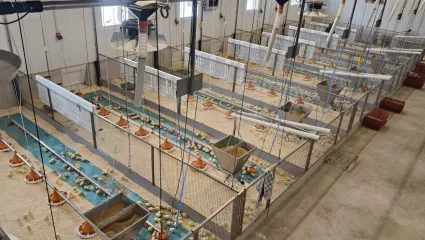 neuer Stall Pouletmast Bühl