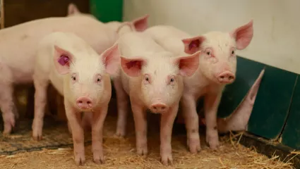 Ferkel, Schweine