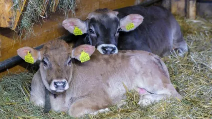 Kälber, Kälbermast