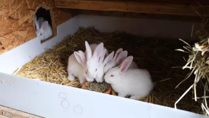 Kaninchen, Stall