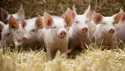Mineralsalz für Schweine 2026