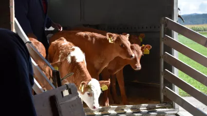 Kälber, Anhänger, Mast, Zucht
