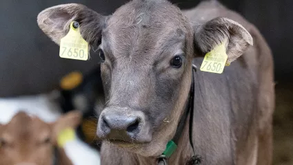 Kälbermilchaktion Herbst 2026