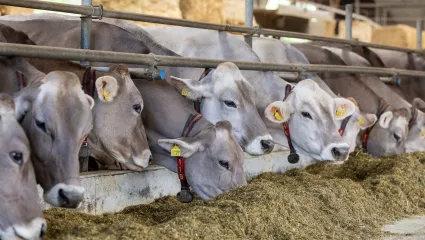 Milchviehfutteraktion Herbst