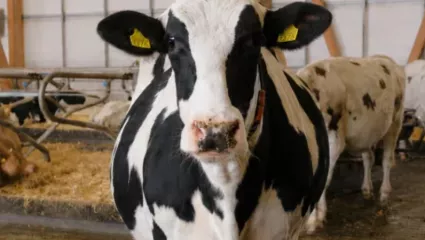 Milchvieh, Holstein, Aktion