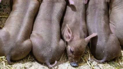 Ferkel