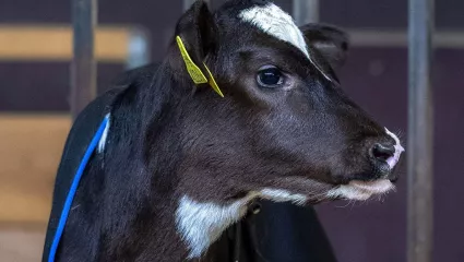 Kalb